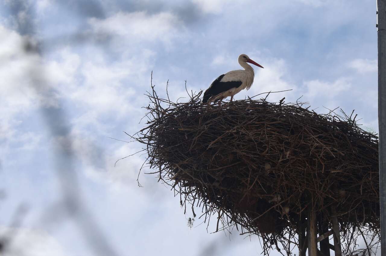 Konya’ya bahar geldi! Leylekler müjdeledi 4